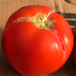 почему трескаются помидоры
