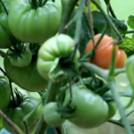 томаты в июле в теплице фото